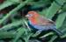 Ptak w Parku Narodowym Palo Verde